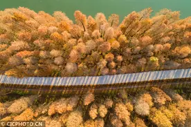 江苏金湖：冬日杉林美不胜收图片