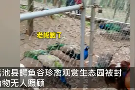网传四川一动物园因老板欠钱被封，部分动物被饿死，网友心疼：好可怜图片
