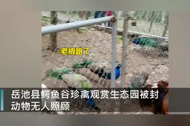 网传四川一动物园因老板欠钱被封，部分动物被饿死，网友心疼：好可怜图片