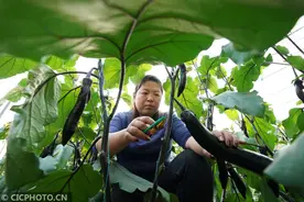冬至时节农事忙图片