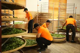 一百多年前就获国际金奖的中国红茶，现在怎么样了？图片