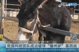 重大突破！我国科研团队破译“德州驴”基因组，家驴的祖先找到了视频封面