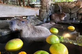 长崎动植物公园为水豚推出“柚子浴”慵懒的样子可爱又治愈图片