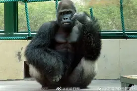 国内动物园最长寿大猩猩去世图片