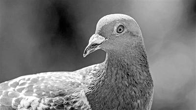 《科学》评出2020年十大突破