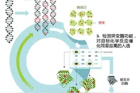 实验室“迷你版”达尔文进化——定向进化图片