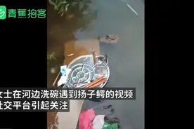 安徽女子河边洗碗遇野生扬子鳄：觉得可爱，发现好几年了经常抓小鸡吃图片