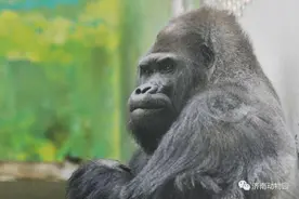 济南动物园大猩猩威利已于12月19日平安回到自己的“猩球”图片