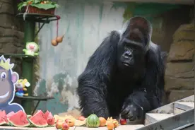 爱晒太阳热衷养生！表面霸气的大金刚“威利”也是枚大可爱图片