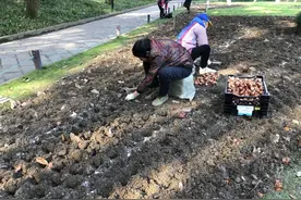30万颗郁金香等今起太子湾开种，新品“香奈儿”又香又美！宠粉时间：郁金香球免费送图片