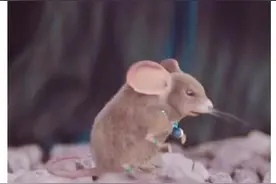 《有翡》粗制滥造？赵丽颖晒富贵老鼠照上热搜图片