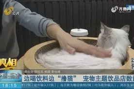边喝饮料边“撸猫”，“猫咖”爆火，有店铺一天最多能赚4000多元视频封面
