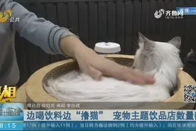 边喝饮料边“撸猫”，“猫咖”爆火，有店铺一天最多能赚4000多元视频封面