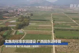 实施高标准农田建设 广西田东这样做视频封面