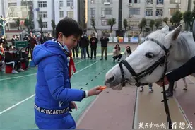 武汉小学生试点马术课，三匹大马亮相校园操场引来惊呼图片