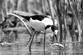 自然文学垫高人的精神世界图片