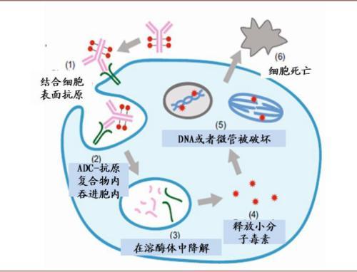涓噾锛欰DC鑽墿钃勫娍寰呭彂 鏈夋湜寮曢涓嬩竴涓崄骞寸殑鏂拌嵂鐮斿彂