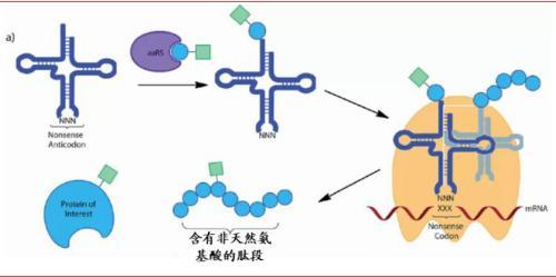 涓噾锛欰DC鑽墿钃勫娍寰呭彂 鏈夋湜寮曢涓嬩竴涓崄骞寸殑鏂拌嵂鐮斿彂