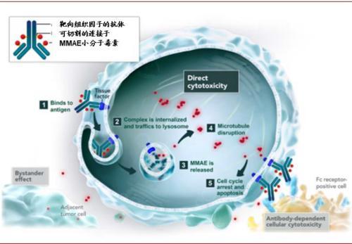 涓噾锛欰DC鑽墿钃勫娍寰呭彂 鏈夋湜寮曢涓嬩竴涓崄骞寸殑鏂拌嵂鐮斿彂