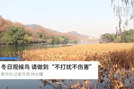 冬日观候鸟 请做到“不打扰不伤害”视频封面