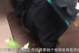 东北大学生用冻硬的裤子切黄瓜，直接碎了，南方舍友惊呆图片