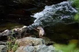 珍贵！唐家河拍到欧亚水獭进食画面图片