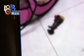 蓝猫生了两只仅活一只，经营范围超标了？图片