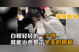 白鲸闭眼亲吻岸边小女孩，饲养员催促才回到水里，网友：竟然会闭眼亲亲图片