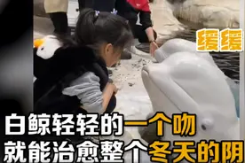 白鲸闭眼亲吻岸边小女孩，饲养员催促才回到水里，网友：竟然会闭眼亲亲图片