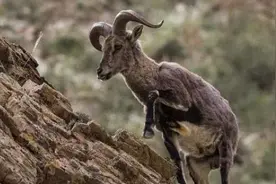 六男子潜入宁夏贺兰山捕杀岩羊食用并出售，最高被判十年