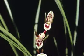 聆听汉字之美：《花草字传》，了解“兰”图片