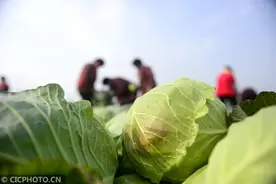 河南汝南：露地蔬菜丰收富农家图片