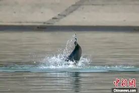 湖北宜昌江面：江豚表演“托马斯回旋”图片