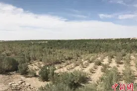 新疆阿克苏：为沙漠提升“颜值”生态与富民“双赢”图片