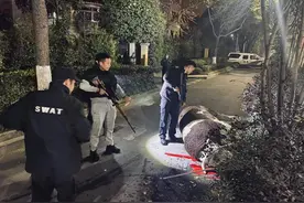 6枪！杭州特警深夜动用狙击枪！要送去屠宰场的牛突然跑到马路上疯跑图片