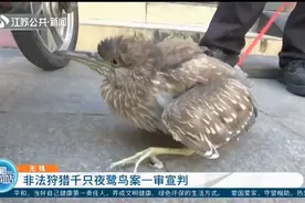 无锡：非法狩猎千只夜鹭鸟案一审宣判！多名被告人被判有期徒刑视频封面