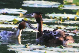 测一测！这些动物的名字，您能念对几种？图片