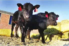 大庆“怪牛”牛气冲天！一口肉就值上百块，小牛犊能卖上万元图片