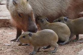 深圳野生动物园“最大老鼠”产下五胞胎图片