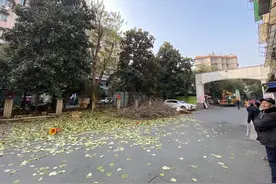 绿化太茂盛，家中常年晒不到太阳，杭州这个小区里吃苦的居民终于迎来冬日暖阳图片