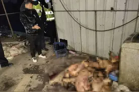 角落里23条狗狗惨死！杭州一男子被刑拘，连自己的狗都痛下毒手图片