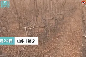 厉害！山东小伙用8年种出天然椅子，每把都独一无二，网友看法不一图片