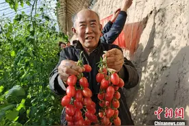 通讯：订单农业助力“乡村振兴”内蒙古小番茄引来“大市场”图片