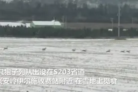 内蒙古23只狍子罕见列队出没，蹦蹦跳跳太可爱，网友：好好保护图片