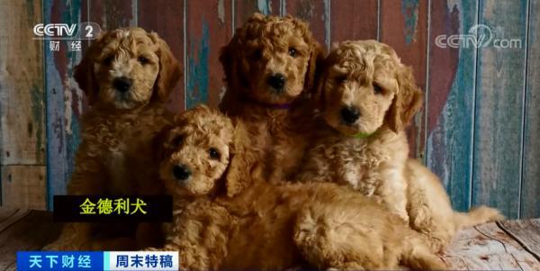多国宠物市场爆发！这个品种的狗狗，需求暴增900%！你知道吗？在美国给宠物看病有多贵……
