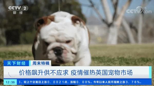 多国宠物市场爆发！这个品种的狗狗，需求暴增900%！你知道吗？在美国给宠物看病有多贵……