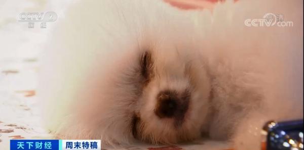 多国宠物市场爆发！这个品种的狗狗，需求暴增900%！你知道吗？在美国给宠物看病有多贵……