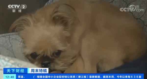 多国宠物市场爆发！这个品种的狗狗，需求暴增900%！你知道吗？在美国给宠物看病有多贵……