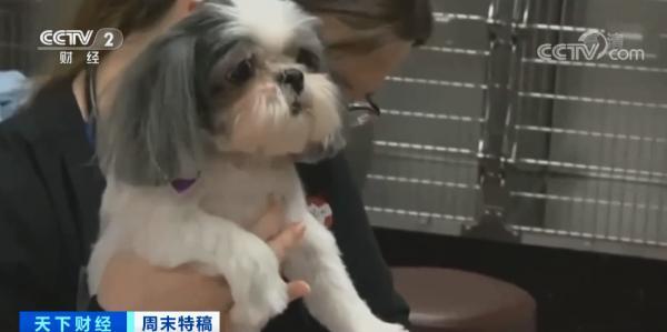 多国宠物市场爆发！这个品种的狗狗，需求暴增900%！你知道吗？在美国给宠物看病有多贵……