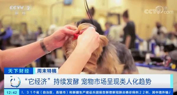 多国宠物市场爆发！这个品种的狗狗，需求暴增900%！你知道吗？在美国给宠物看病有多贵……